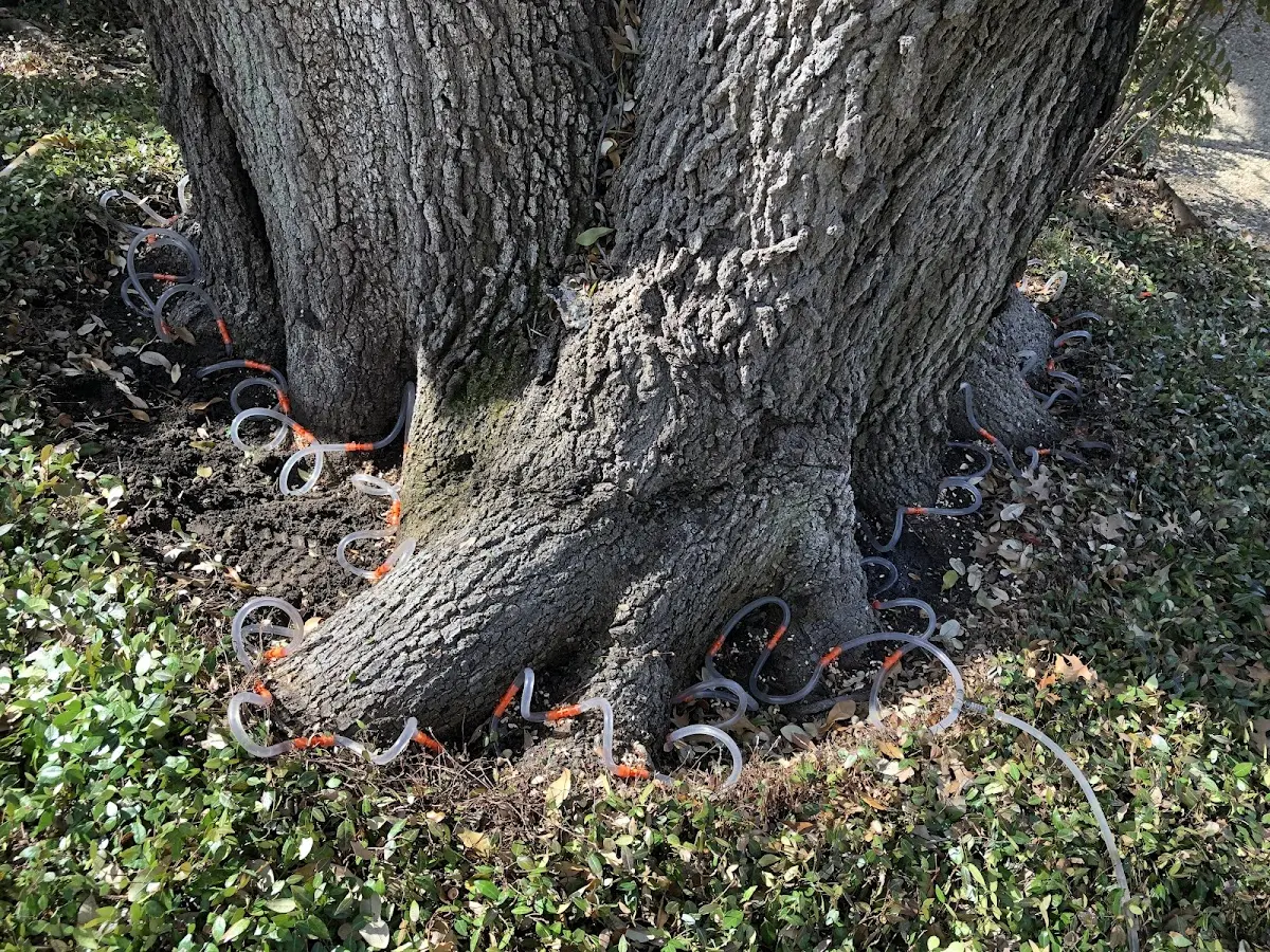 Detailed Tree Cabling and Bracing job site in Streamwood
