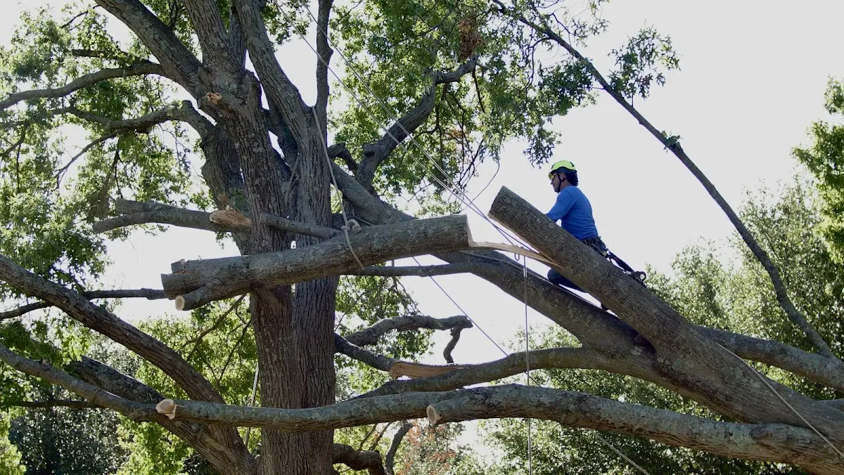 Professional Hazardous Tree Removal performed by certified arborists in Streamwood