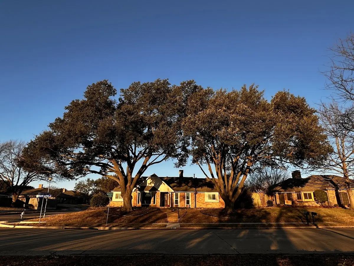 Established residential canopy tree shading a home in Streamwood